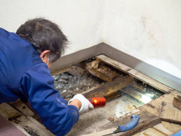 Best Emergency Mold Remediation in Sayville, NY