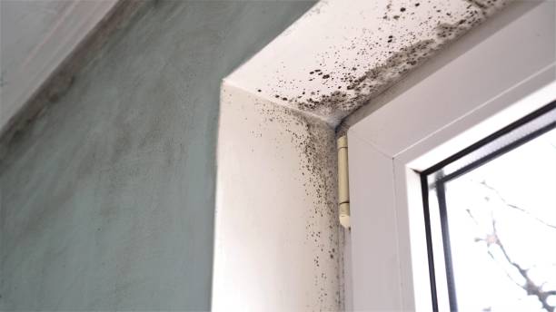 Best Attic Mold Remediation in Sayville, NY
