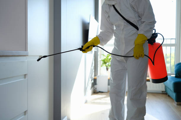 Best Post-Flood Mold Remediation in Sayville, NY
