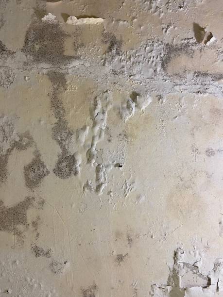 Best Mold Remediation for Specific Building Types in Sayville, NY