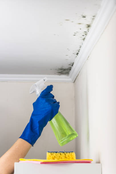 Best Residential Mold Remediation in Sayville, NY